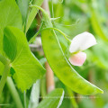 2021 New Crop Chinese High Quality Cheap Fresh Carrot Green Snow Pea